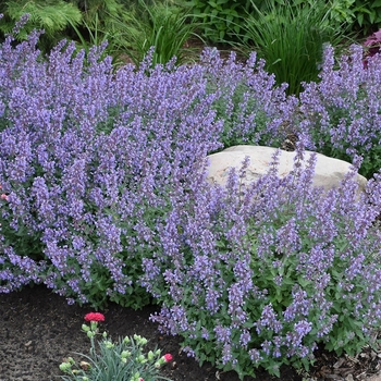 Nepeta ''Multiple Varieties'' (Catmint) - Multiple Varieties Catmint