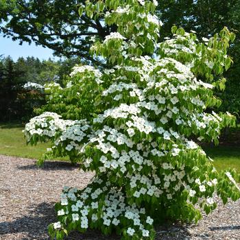 Cornus kousa ''Milky Way'' (Milky Way Dogwood) - Milky Way Milky Way Dogwood