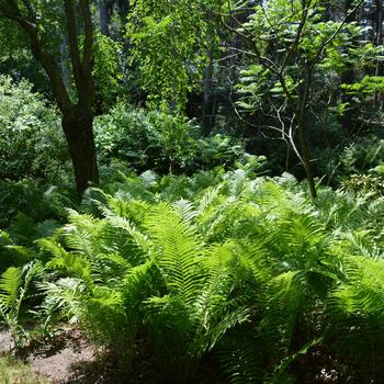 Matteuccia struthiopteris (Fern-Ostrich) - Fern-Ostrich