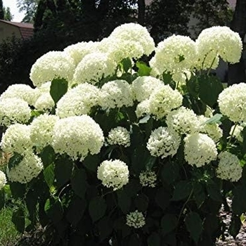 Viburnum opulus ''Sterile'' (European Cranberrybush Viburnum) - Sterile European Cranberrybush Viburnum