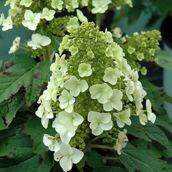 Hydrangea quercifolia ''Munchkin'' (Oakleaf Hydrangea) - Munchkin Oakleaf Hydrangea