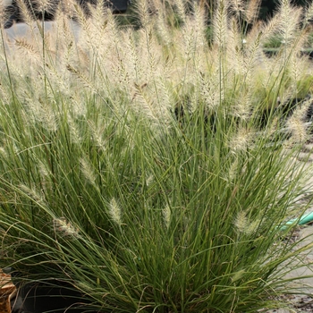 Pennisetum alopecuroides ''Piglet'' (Fountain Grass) - Piglet Fountain Grass