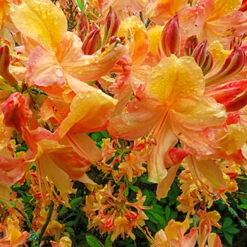 Rhododendron Exbury hybrid - 'Klondyke' Azalea