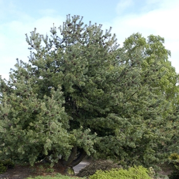 Glauca Japanese White Pine