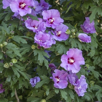 Hibiscus syriacus - 'Minerva' Rose of Sharon