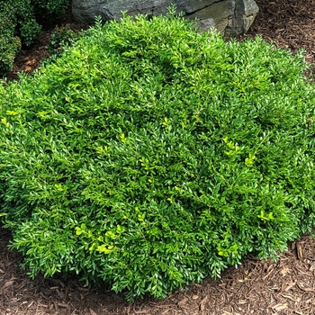 Buxus sinica var. insularis ''Franklin''s Gem'' (Boxwood) - Franklin''s Gem Boxwood