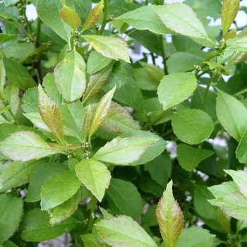 Ilex verticillata ''Jim Dandy'' (Winterberry) - Jim Dandy Winterberry