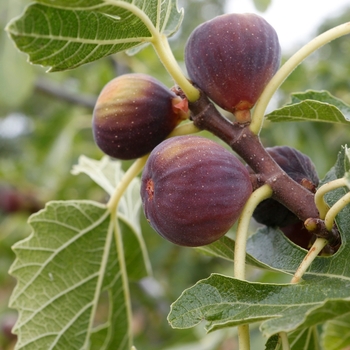 Ficus carica ''Celeste'' (Fig) - Celeste Fig