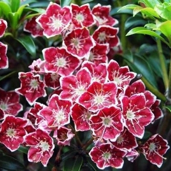 Kalmia latifolia ''Starburst'' (Mountain Laurel) - Starburst Mountain Laurel