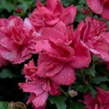 Hibiscus syriacus - 'Lucy' Rose of Sharon