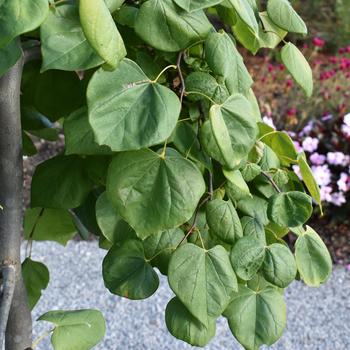 Cercis canadensis - 'Golden Falls®' Redbud