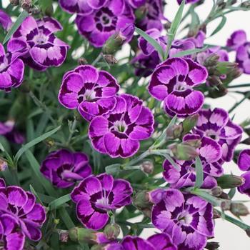 Dianthus - Everlast™ Violet Blue