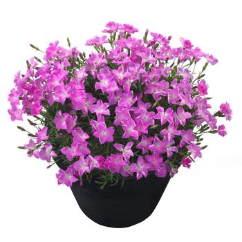 Beauties® 'Kahori Pink'