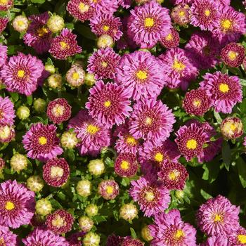 Dendranthema - 'Dainty Pink Igloo' Perennial Mum
