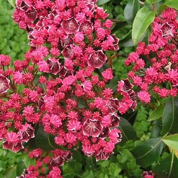 Kalmia latifolia - 'Keepsake'