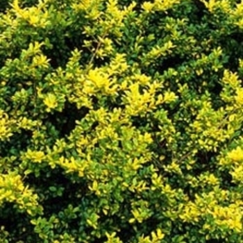 Ilex crenata - 'Golden Helleri' Japanese Holly