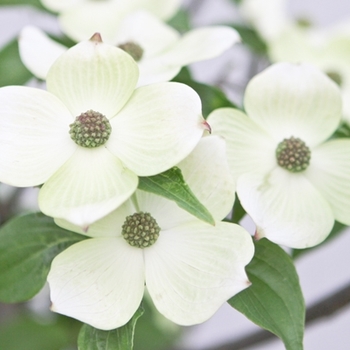 Cornus x elwinortonii - 'Starlight®' Dogwood