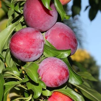 Prunus salicina - 'Morris Plum' Plum