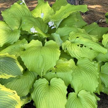 Hosta - 'Dancing Queen' Plantain Lily