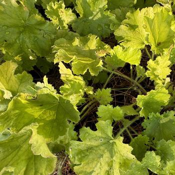 Heuchera - 'Lemon Love' Coral Bells