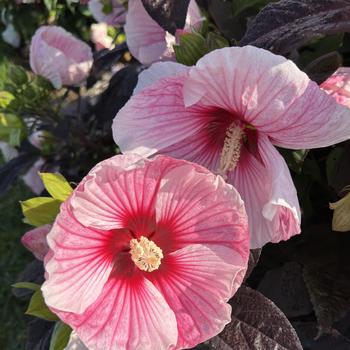 Hibiscus - 'Starry Starry Night' Rose Mallow