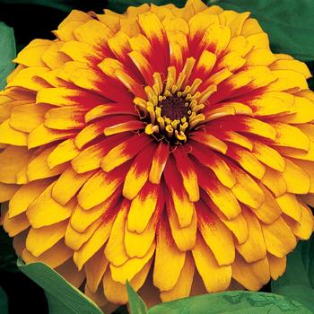 Zinnia elegans - Swizzle™ Scarlet and Yellow