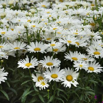 Leucanthemum x superbum - 'Whitecap' Shasta Daisy