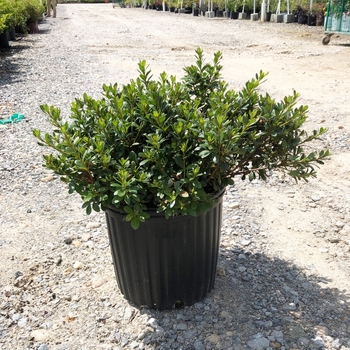 'Gumpo Pink' Azalea