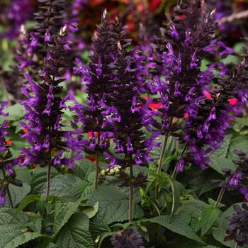 'Purple & Bloom' Sage