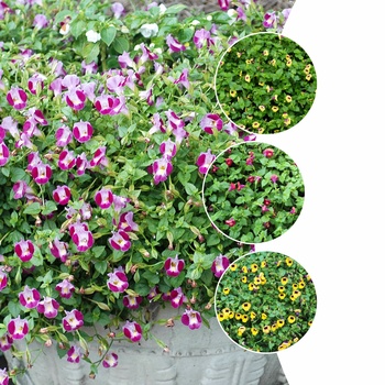 Multiple Varieties Torenia