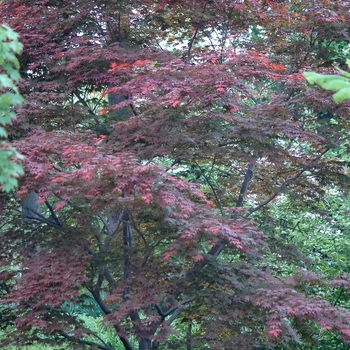 Oshio-beni Japanese Maple