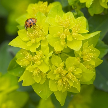 Cushion Spurge Cushion Spurge