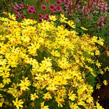 Jewel™ 'Citrine'
