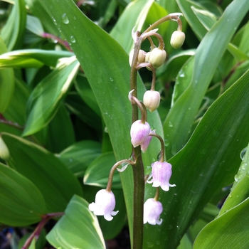 Pink Lily-of-the-Valley Pink Lily-of-the-Valley