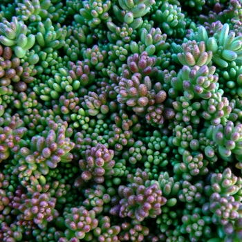 Coral Carpet Stonecrop
