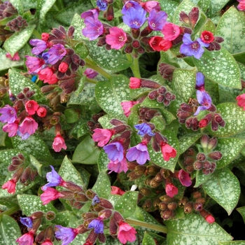 Dark Vader Lungwort