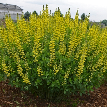 'American Goldfinch' False Indigo