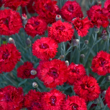Fruit Punch® 'Maraschino'