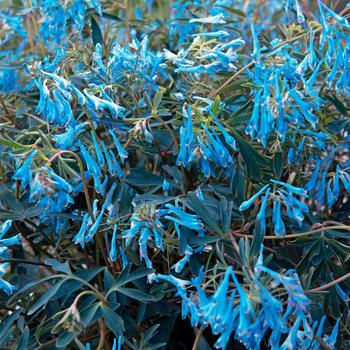 Hillier™ 'Porcelain Blue'
