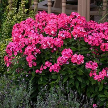 Garden Girls™ 'Glamour Girl'