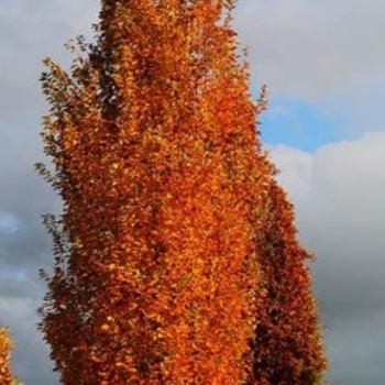 Armstrong Gold™ Maple