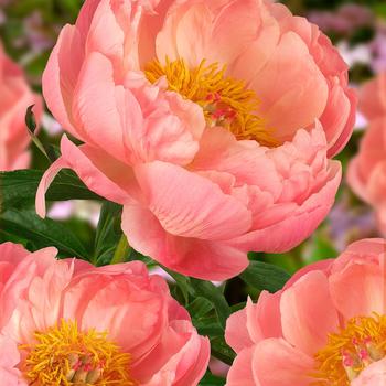 'Coral Charm' Peony