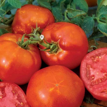 'Big Boy' Tomato