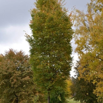 Musashino Zelkova