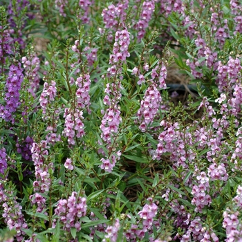 Summer snapdragon