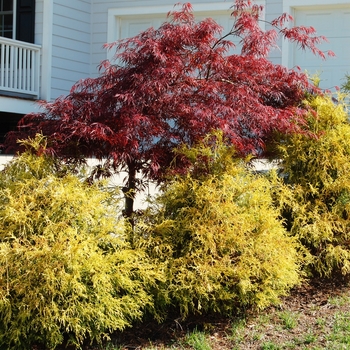 Golden Mop Cypress