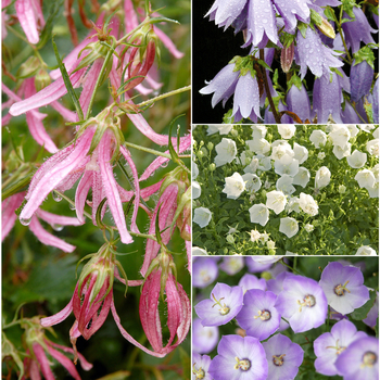 Campanula - Bellflower