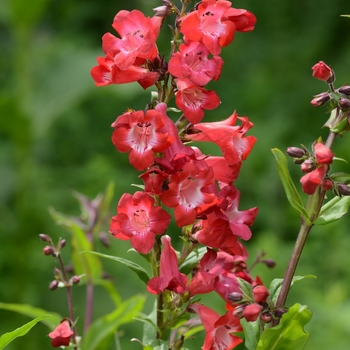'Cherry Sparks' Beard Tongue