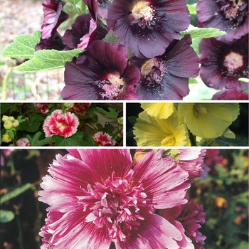 Hollyhocks