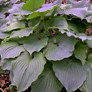'Komodo Dragon' Hosta, Plantain Lily